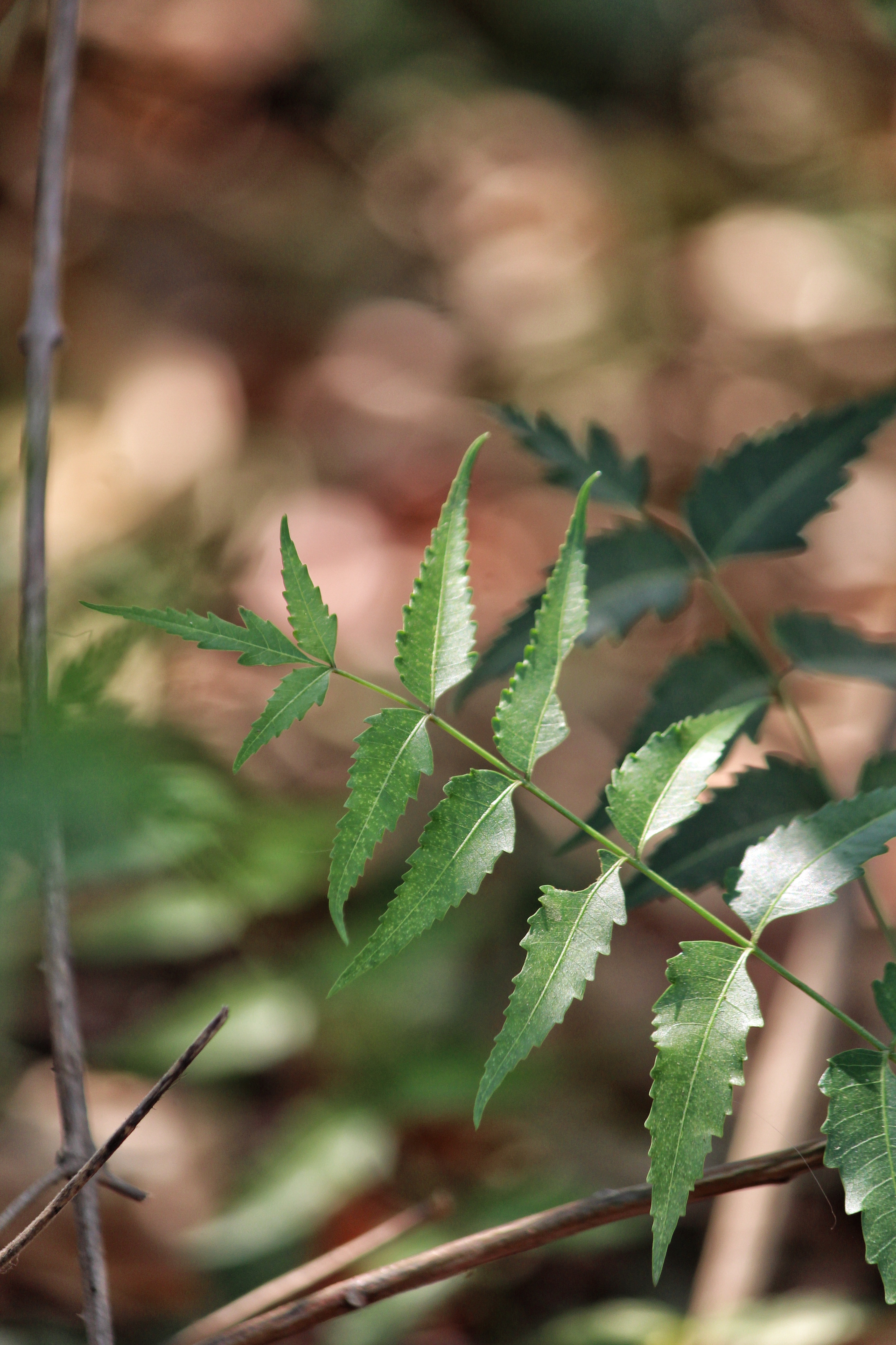neem-leaves-health-benefits