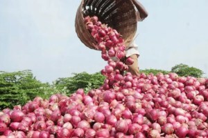 उद्यापासून पुन्हा कांदा कोंडी? केंद्राच्या धोरणास विरोध, लिलावापासून दूर राहण्याचा व्यापाऱ्यांचा निर्णय onion