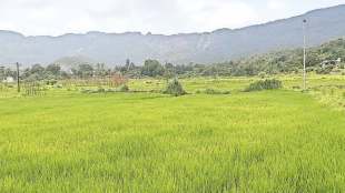 farmers in palghar concern over uncertain monsoon