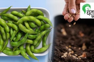 cultivate Lima beans, butter beans, green flat beans terrace garden