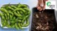 cultivate Lima beans, butter beans, green flat beans terrace garden