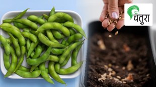 cultivate Lima beans, butter beans, green flat beans terrace garden