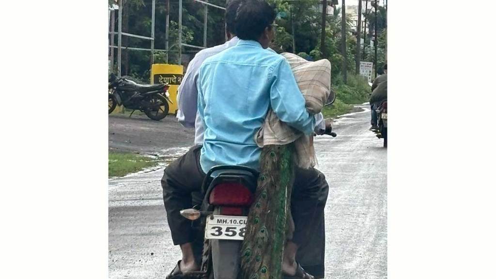 bike use for injured peacock treatment