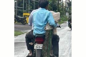 सांगली: मुर्छित मोराला उपचाराला नेण्यासाठी दुचाकीचा वापर bike use for injured peacock treatment