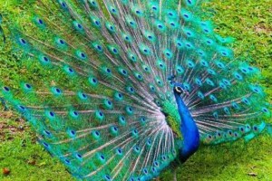 why the peacock dances after rains
