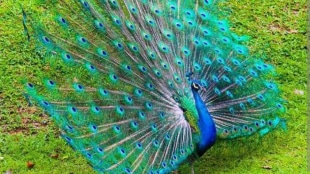 why the peacock dances after rains