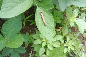 सोयाबीनवर किड, बळीराजा संकटात; उत्पादनात घट होण्याची भीती pest-on-Soybean