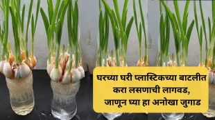 know amazing jugaad of Garlic farming