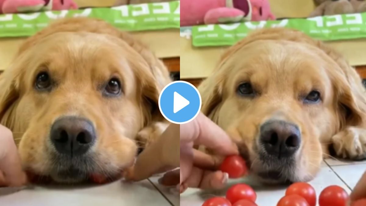 a dog hide Tomatoes