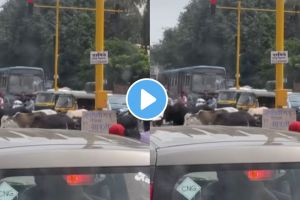 Pune Video : फक्त पुणेकरच नाही तर पुण्यातील गाईसुद्धा पाळतात ट्रॅफिक नियम, व्हायरल व्हिडीओ एकदा पाहाच pune viral video