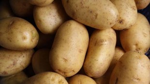 potato, APMC market ,Potato price hike