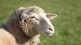 sheep killed wolf attack