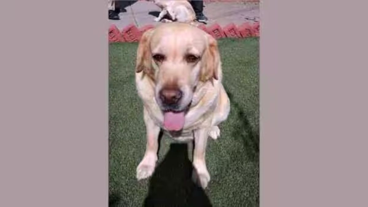 sniffer dog Radha