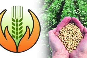 soybean crop insurance farmers 25 percent additional amount Orders of Collectors chandrapur