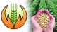 soybean crop insurance farmers 25 percent additional amount Orders of Collectors chandrapur