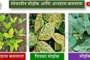 चंद्रपूर : सोयाबीनवर पिवळा मोझॅक, उंट अळीचे आक्रमण; पिकांची अवस्था… soyabin