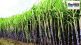 government had to reverse decision to ban sugarcane export