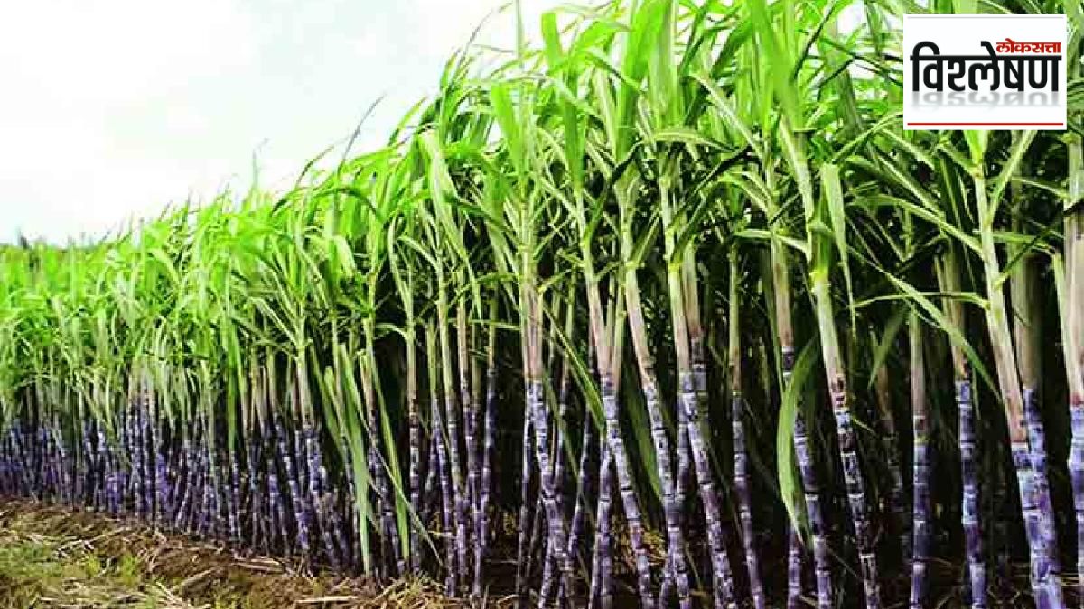 government had to reverse decision to ban sugarcane export