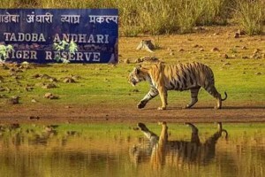 ताडोबासह राज्यातील सर्व व्याघ्र प्रकल्पाच्या बुकींगसाठी आता एकच संकेतस्थळ; २३ सप्टेंबर पासून पर्यटकांच्या सेवेत दाखल tadoba andhari tiger reserve