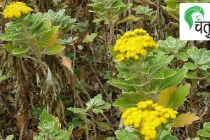 Indian Fragrant flowering plants