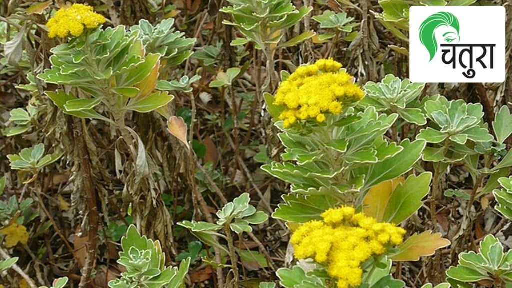 Indian Fragrant flowering plants