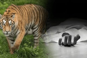 वाघिणीच्या हल्ल्यात महिला ठार, देसाईगंज वनपरिक्षेत्रातील घटना; नागरिकांमध्ये दहशत Woman died tiger attack Fari-Zari forest area Desaiganj taluka gadchiroli