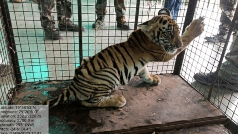 death third calf separated tigress chandrapur
