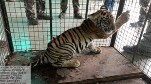 death third calf separated tigress chandrapur