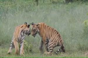राज्यात गेल्या नऊ महिन्यात वाघाचे आठ बछडे मृत्युमुखी; वाघांची संख्या वाढली, पण मृत्युचे प्रमाणही वाढले maharashtra records eight tiger cubs dead in 9 month