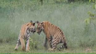 maharashtra records eight tiger cubs dead in 9 month