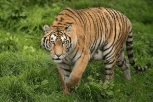 villagers scared roar tiger Tadgaon Forest Department alert mode