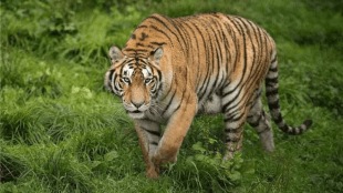 villagers scared roar tiger Tadgaon Forest Department alert mode