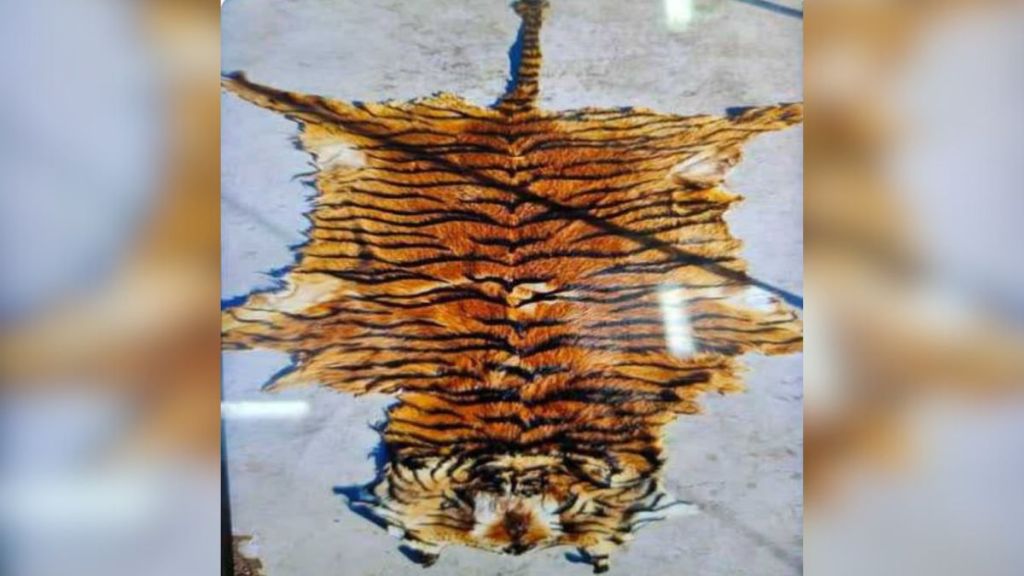 tiger skins seller arrested