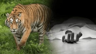 farmer died tiger attack chandrapur