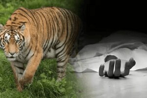 चंद्रपूर: वाघाच्या हल्ल्यात शेतकरी ठार farmer died tiger attack chandrapur