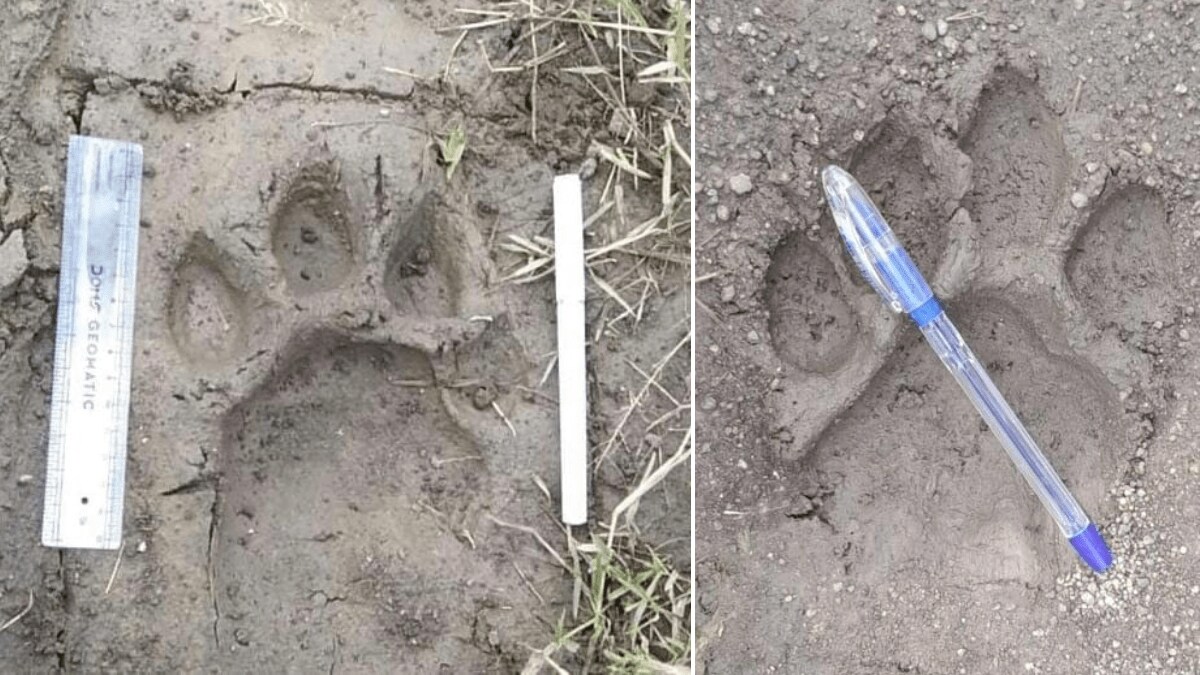 citizens worried new tiger footprints found Tadgaon area wardha