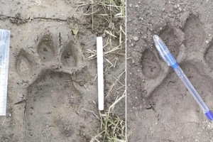citizens worried new tiger footprints found Tadgaon area wardha