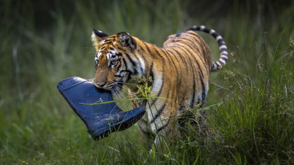 tigress plays with a gum boot Tadoba
