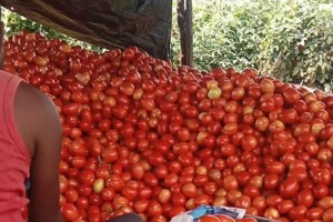 एपीएमसीत टोमॅटोचे दर गडगडले; सोमवारी बाजारात प्रतिकिलो ५-१०रुपये, अत्यल्प दराने शेतकरी हवालदिल tomato prices fall Vashi APMC market, farmers upset
