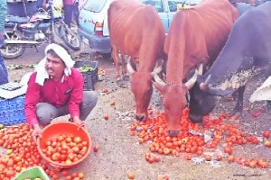 २ महिन्यांपूर्वी २००; आता २ रुपये!; टोमॅटोच्या दरांतील घसरणीने शेतकरी हवालदिल tomato rate decrease