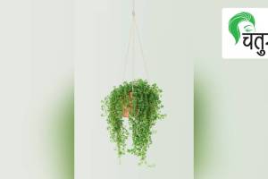 गच्चीवरची बाग : लोभस, सुंदर हिरवे झुंबर Terrace Garden, plants, trees, decorations, chandeliers