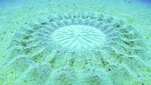 under the sea world circle
