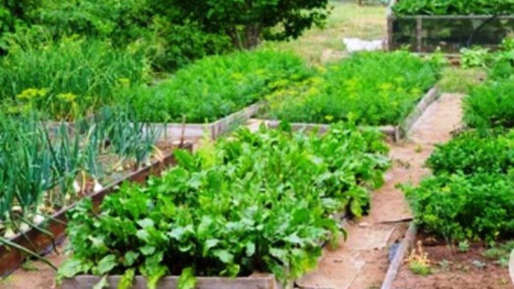 vegetable-garden