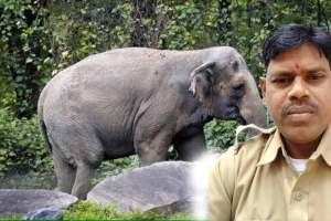 गडचिरोली : रानटी हत्तीच्या हल्ल्यात वनविभागाचा वाहनचालक ठार; देसाईगंज तालुक्यातील घटना forest department driver killed in wild elephant attack in desaiganj taluka