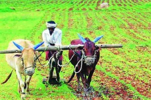 यवतमाळ जिल्ह्याची पीक पैसेवारी ६१ पैसे; अतिवृष्टीग्रस्त शेतकऱ्यांमध्ये संताप Yavatmal District crop paisewari