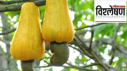GI_tag_on_goan_cashew