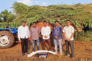 Ganja cultivation