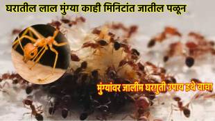 how to get rid of ants in the house quickly home remedies to get rid from ants