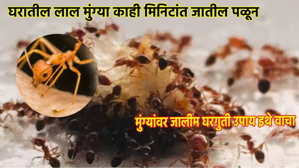 how to get rid of ants in the house quickly home remedies to get rid from ants