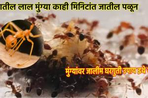 how to get rid of ants in the house quickly home remedies to get rid from ants